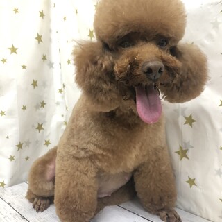 トイプードルのペコちゃん