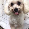 トイプードルのパンちゃん