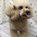 トイプードルのデールちゃん