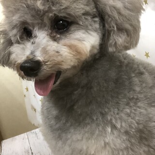 トイプードルのチルチルちゃん