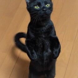 稲ねこ　保護猫譲渡会 12月13日（日）開催です！！ サムネイル2