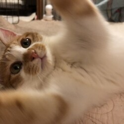 稲ねこ　保護猫譲渡会 12月13日（日）開催です！！ サムネイル3