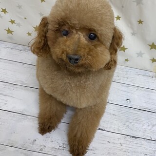 トイプードルのミナミちゃん