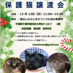 稲ねこ　保護猫譲渡会 12月13日（日）開催です！！