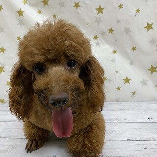 トイプードルのゲッツちゃん