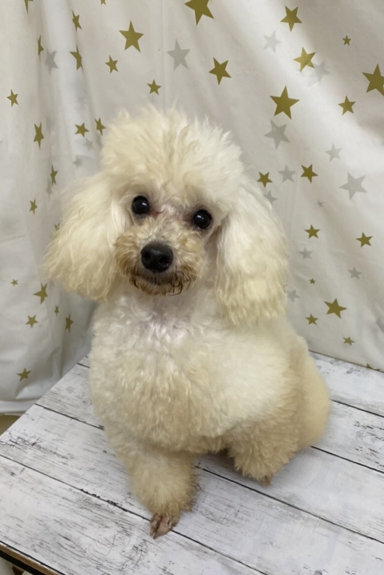 トイプードルのブルマちゃん」大阪府 - 犬の里親募集(345158