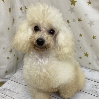 トイプードルのブルマちゃん