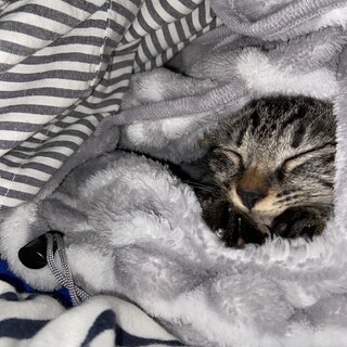 甘えん坊な可愛い小柄なキジトラ♀