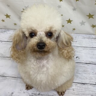 トイプードルのマフィンちゃん