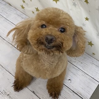 トイプードルのサンちゃん