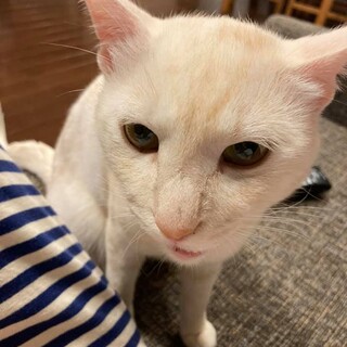 交通事故から生還したシロキ