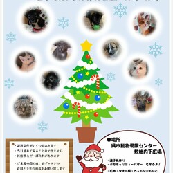 保護犬猫譲渡会