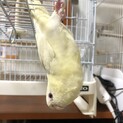 サザナミインコ　☆マリン☆　１歳