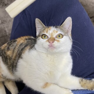 甘えん坊の三毛猫ちゃん