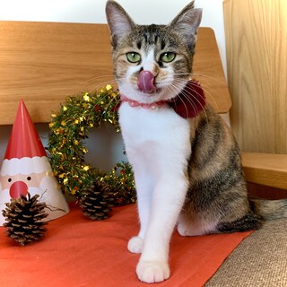 12/5譲渡会参加(大阪都島区)・三毛の美猫！