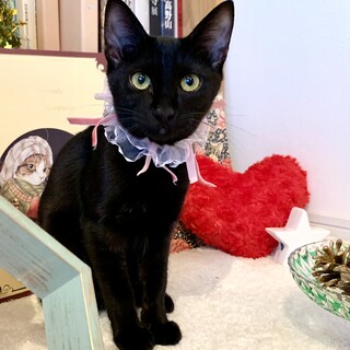 12/5譲渡会参加(大阪都島区)・黄色の瞳の黒子猫