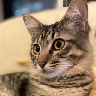 12/5譲渡会参加(大阪都島区)・半長毛の美猫！