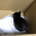 急募 2ヶ月の黒猫の赤ちゃんです。