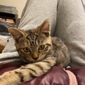 生後4ヶ月のマンチカンの子猫