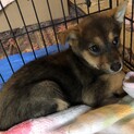 ビビリですが、可愛い子です。