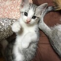 サバ白グレー♀　生後2ヶ月