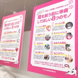 つかねこ譲渡会inＯｆｆｉｃｅ サムネイル2