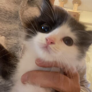 トライアル調整中