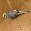 セキセイインコ　10月生まれ