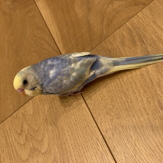 セキセイインコ　10月生まれ