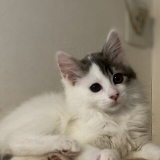 すごく美人な白グレー女子！