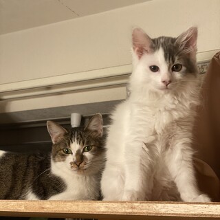 すごく甘えたのキジシロ女子！