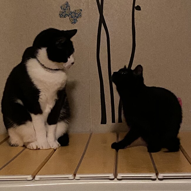 ゆうり.のカバー写真