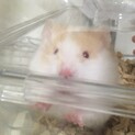 ハムスター里親募集中