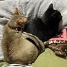 ゆうり.