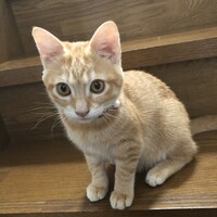 チャコ