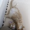 の写真