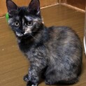 サビ猫のえなちゃん