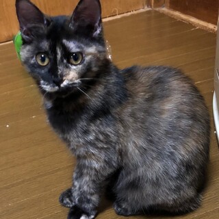 サビ猫のえなちゃん