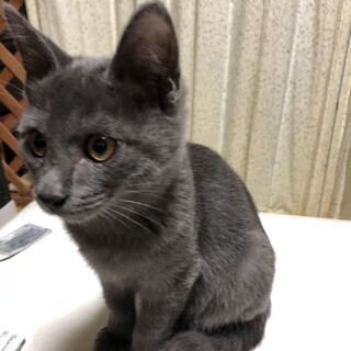 ロシアンブルー色のアッシュくん
