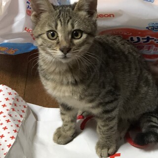 ベンガル模様のマロンくん