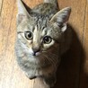 ベンガル模様のマロンくん サムネイル2