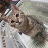 ベンガル模様のマロンくん サムネイル3