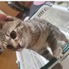 ベンガル模様のマロンくん サムネイル4