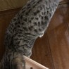 ベンガル模様のマロンくん サムネイル5