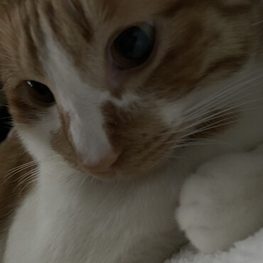 の写真