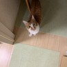 の写真