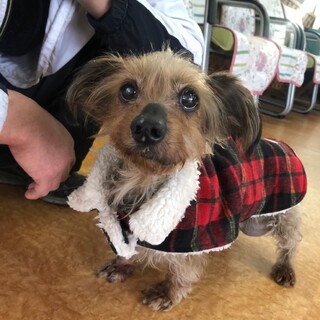 とにかく癒し！プリン♀MIX