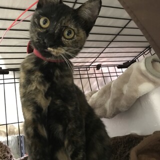 元気いっぱいのサビ猫ちゃんです