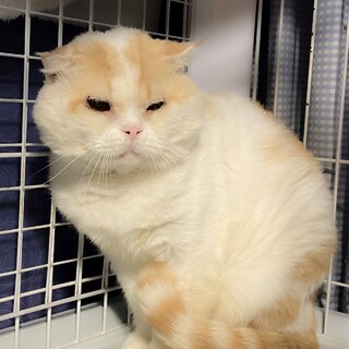 貫禄バッチリふてニャン☆まんじゅうくん9歳