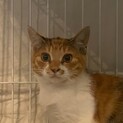 ガレージに住み着いた三毛猫リリちゃん